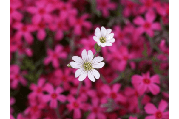 戦跡フィールドワーク　築地コース