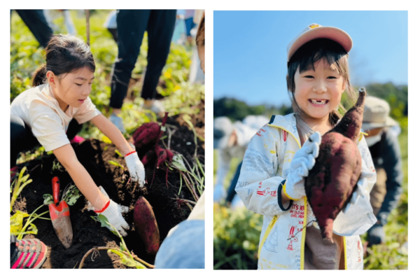 【1】10月18日【2】10月19日「いなぎめぐみの里山　さつまいも掘り」
