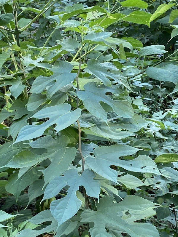 枯れてしまった在来の樹木は多いですが、土の中に残っていた 埋土種子から陽が当たるようになることで実生により再生します。そんな状況を 見るために急斜面の皆伐をした場所に全員で向かいました。春に切ったばかりなのにあっという間に草やツルが広がっていき、入るのもひと苦労です。