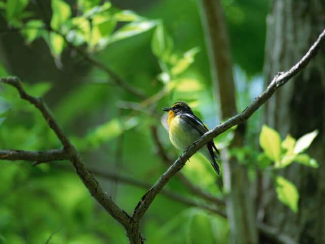 陸軍調布飛行場跡を歩こう