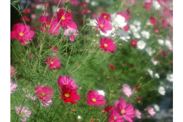 「戦跡フィールドワーク」 築地コースを歩こう！！