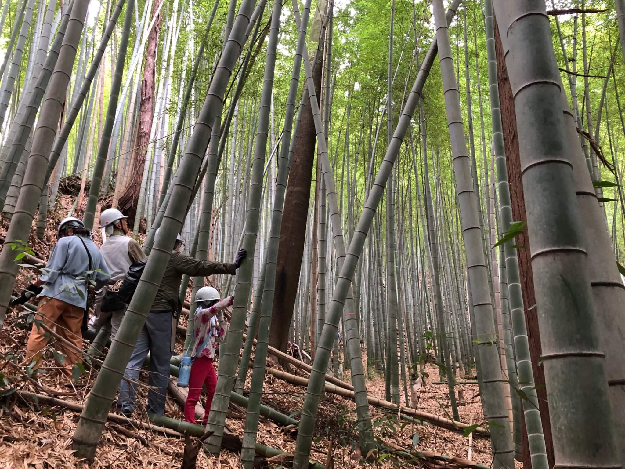 いなぎめぐみの里山 森林保全体験と秋の竹工作