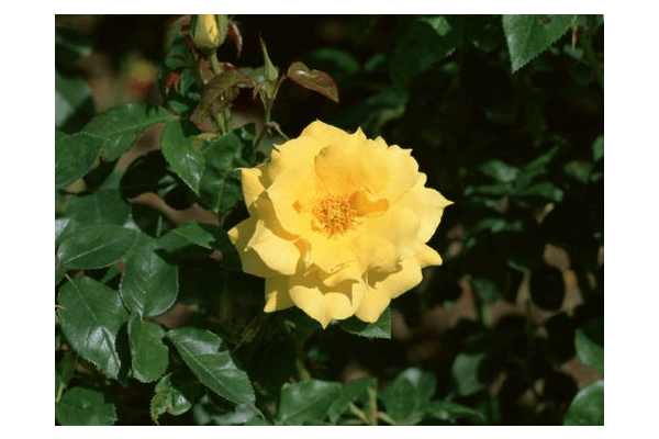 つくってみよう！！みつろうラップ