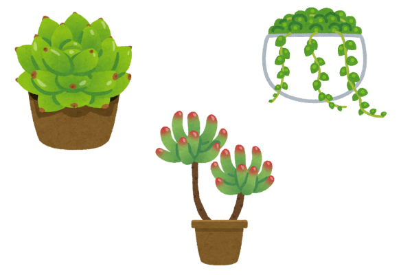 ゆっくり育つ多肉植物でインテリアを作ろう!