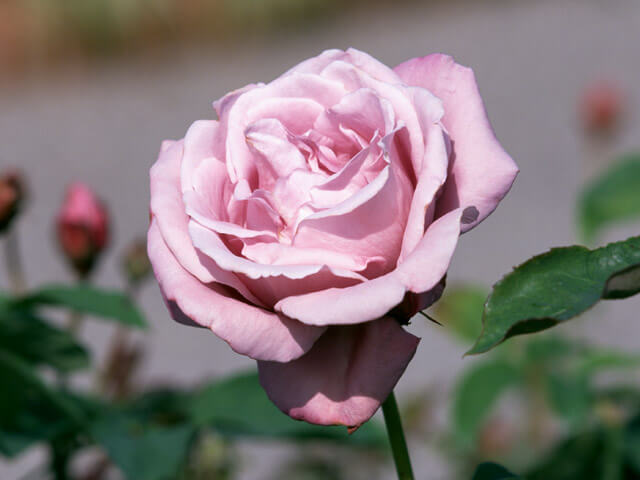 「身近な戦跡フィールドワーク「築地」コース」