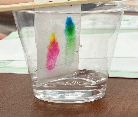 色の変化をじっくり観察！