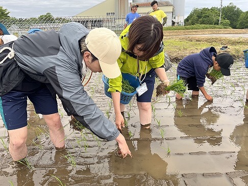 まっすぐ一直線に、等間隔で植えることに集中！