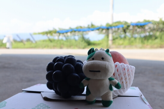 桃・ぶどうの産直産地、御坂うまいもの会で収穫体験！