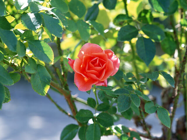 憲法変えちゃっていいの？憲法審査会は今