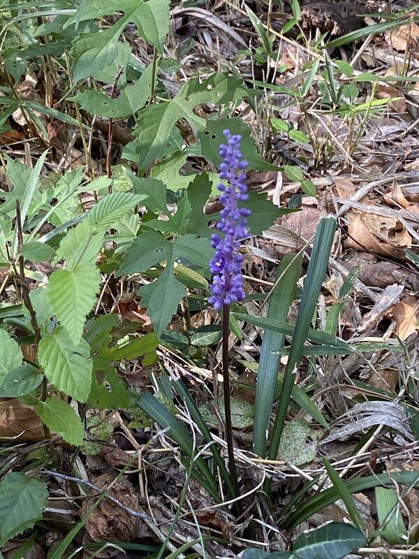 中西由美子氏（NPO法人樹木・環境ネットワーク協会　専務理事）2023年から始まった「いなぎめぐみの里山森づくり計画策定にむけたタスク」の時に初めて植物のモニタリング調査を行い、その時からお世話になっています。今年で3回目のモニタリング調査となりました。