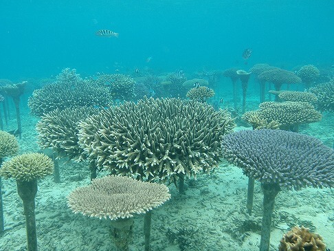 『¨山と海、そして人をつなぐ¨恩納村に学ぶ自然共生と持続可能な地域づくり』