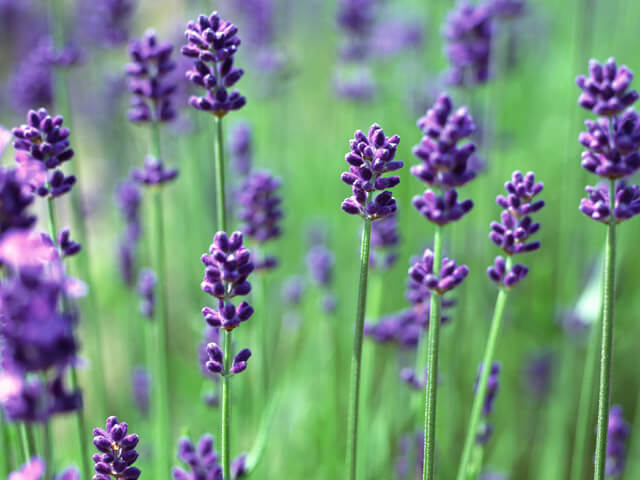 セルフカウンセリングを学ぼう