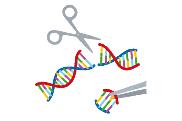 教えて！天笠さん～ゲノム編集食品の現状