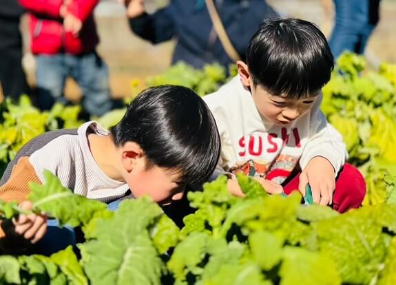 【1】2月28日【2】3月1日「いなぎめぐみの里山　春がきた！菜花（食用）の収穫体験」