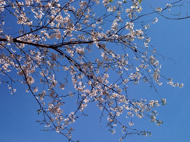 １年間ありがとう！まとめ会とユング学習会ワークショップ！