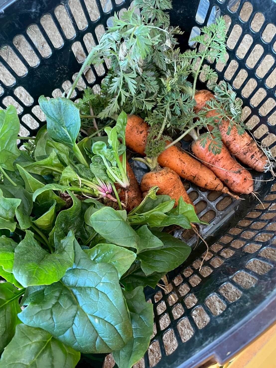 いなぎめぐみの里山 2026年1月の体験企画