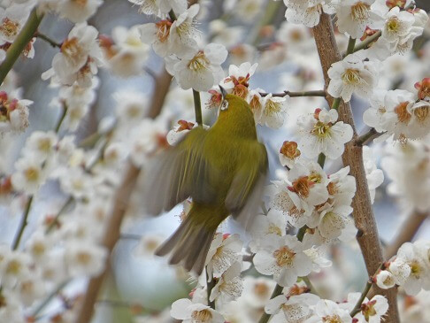 ちょうどウメが満開で、メジロが花の蜜を吸いに来ていました。