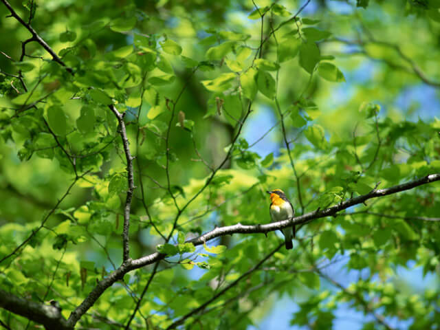 「それでも種をまく、―その後」上映会