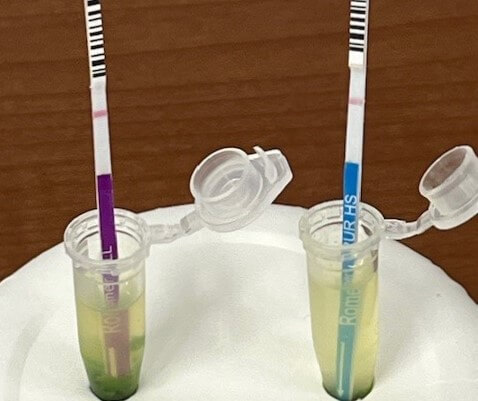 【おうちde検査体験】身近にひそむ「遺伝子組み換え菜の花」の調査をしてみよう！