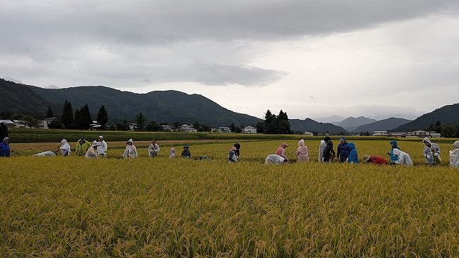 よーーいどんで稲刈り開始！