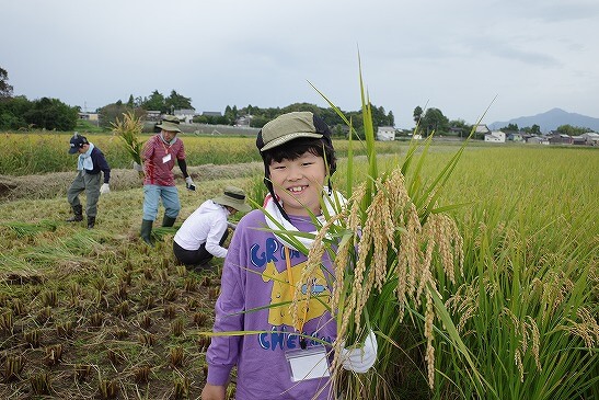 黄金色に実った稲をたくさん刈れました！