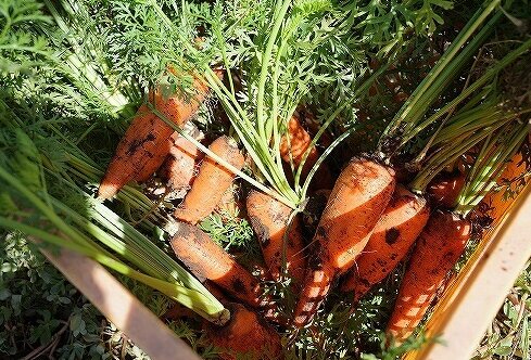 収穫したての人参、たくさん採りました！