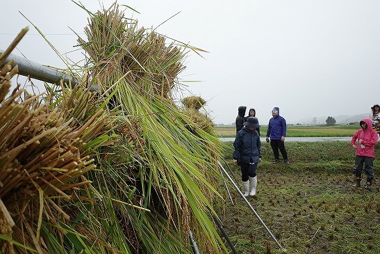 「稲架掛け（はさかけ）」