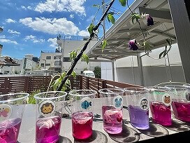 ８・９月　色水とおひさま