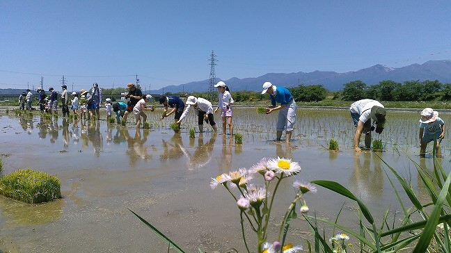 自家用車で行く、長野県佐久市でサクっと田植え体験
