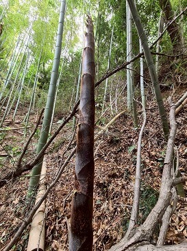 【開催報告】いなぎめぐみの里山で森林保全（急斜面のタケノコ掘り）
