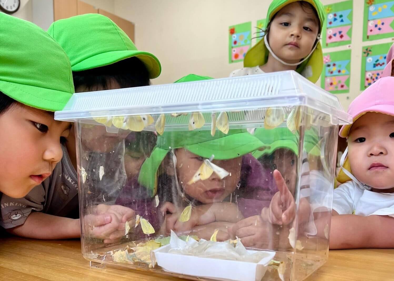 ５月　モンシロチョウの羽化