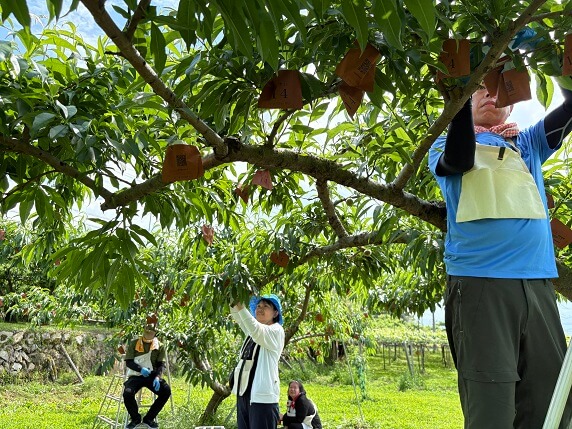 【援農企画】もも・ぶどうの産地で農家をお手伝い！