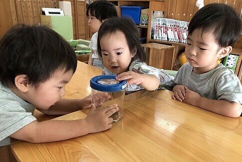 ７月　セミとの出会い