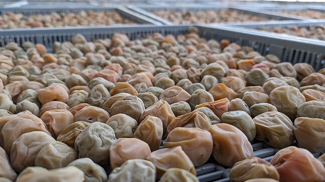 4月25日（土）おうちde産地交流『産地を学んで、かんたん梅干しづくり！』