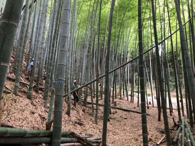 いなぎめぐみの里山で森林保全活動 竹の間伐(入門編)