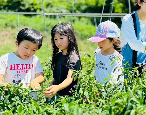 【1】7月18日【2】7月25日「いなぎめぐみの里山 大人気!夏野菜収穫体験」