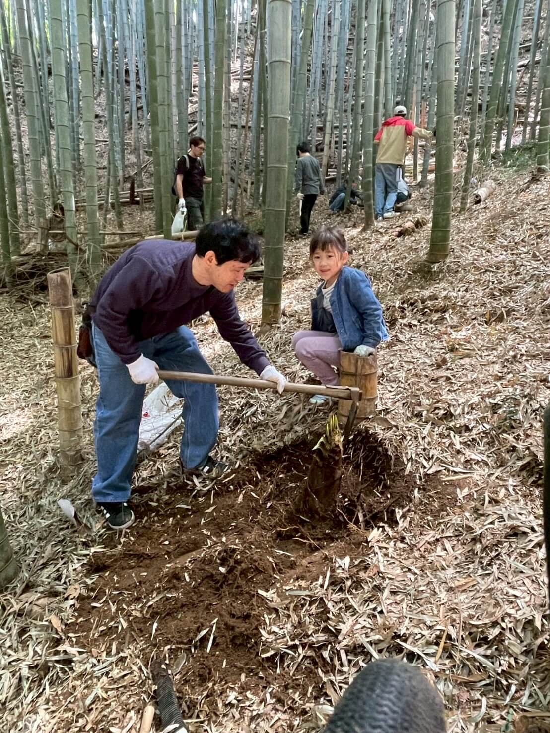 タケノコ掘り