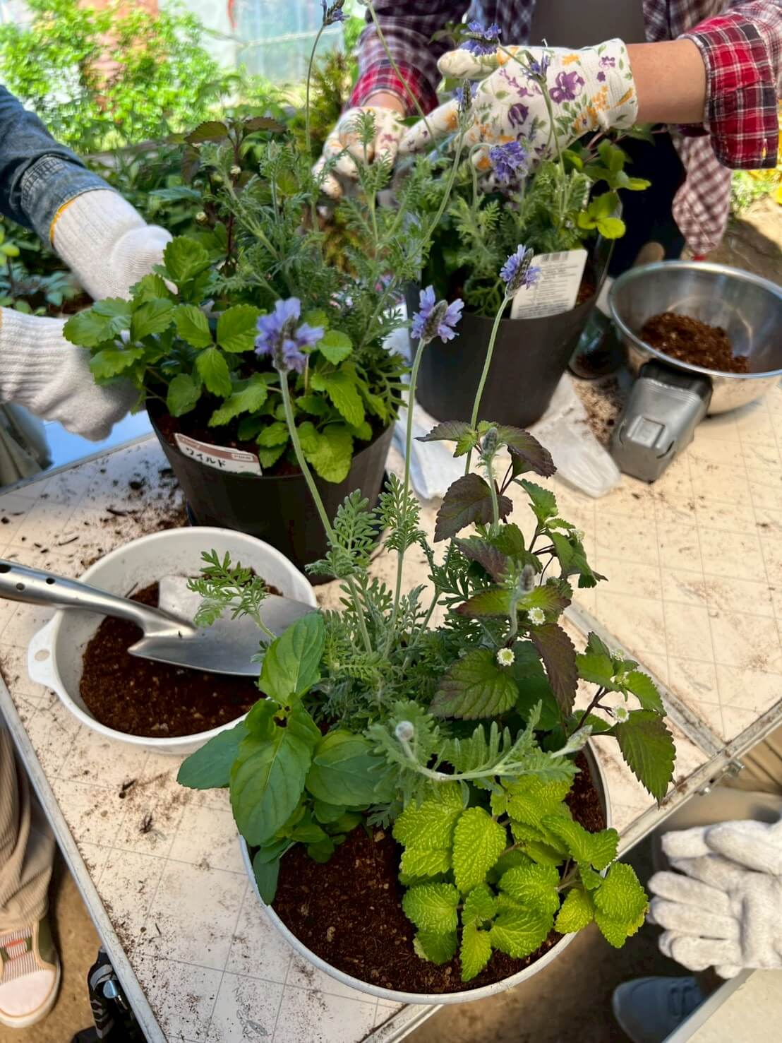 ハーブの寄せ植え体験