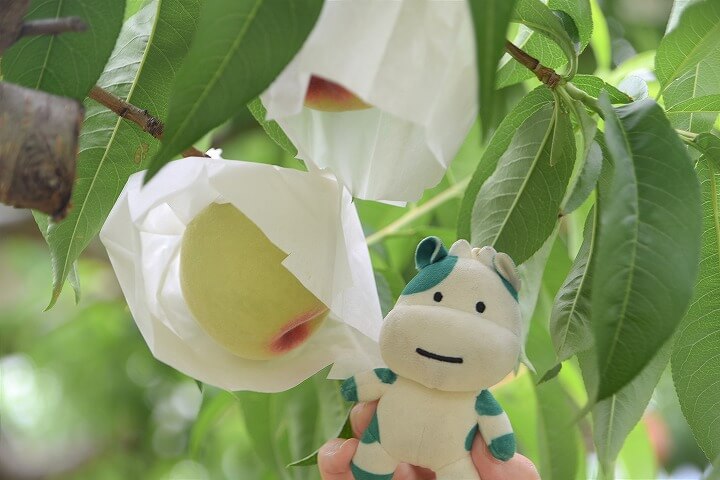 【開催報告】もも・ぶどうの産地で農家をお手伝い！「御坂うまいもの会」で援農企画を実施しました