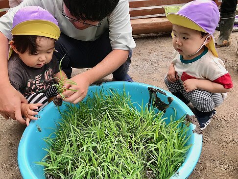 お米の赤ちゃん、そっと手にしてみます